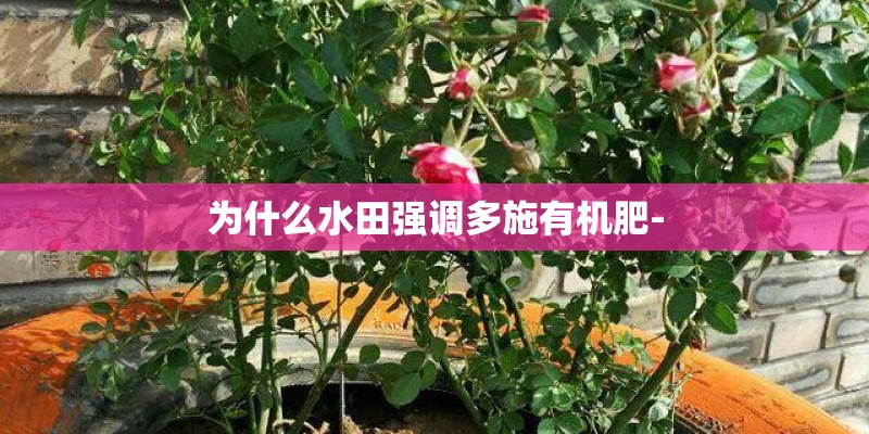 为什么水田强调多施有机肥-