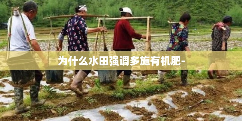 为什么水田强调多施有机肥-