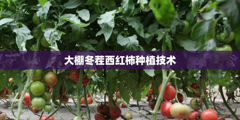 大棚冬茬西红柿种植技术