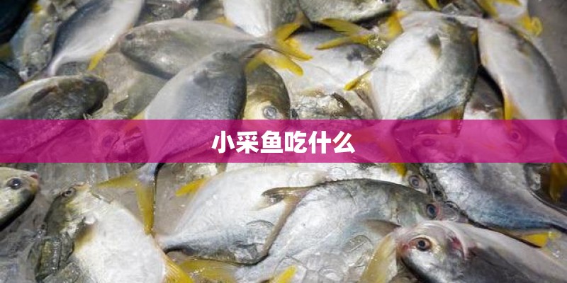 小采鱼吃什么