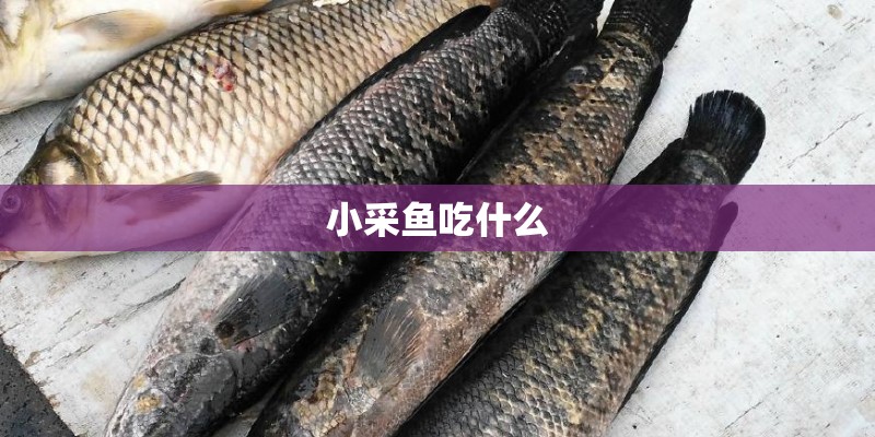 小采鱼吃什么