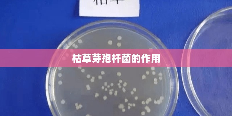 枯草芽孢杆菌的作用