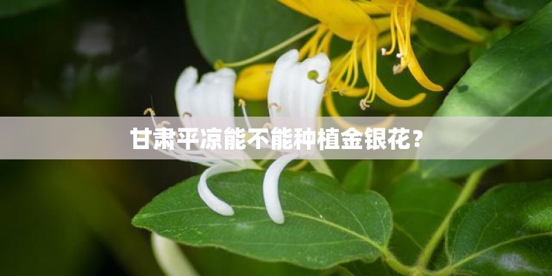 甘肃平凉能不能种植金银花？