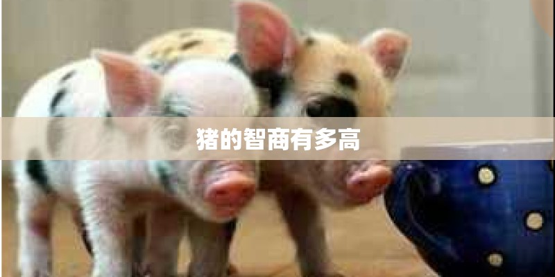 猪的智商有多高