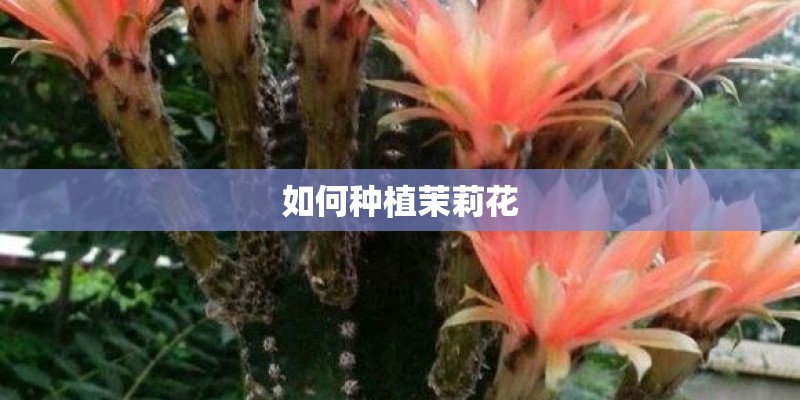 如何种植茉莉花