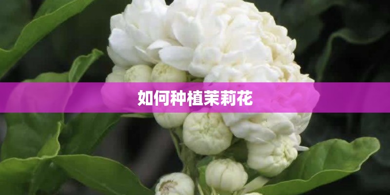 如何种植茉莉花