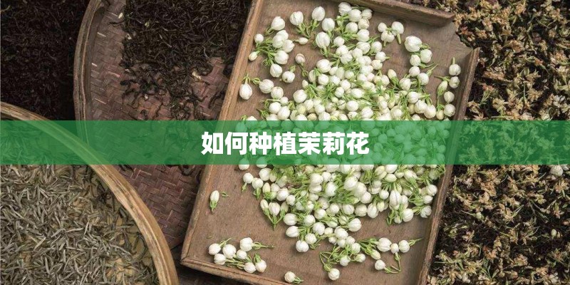 如何种植茉莉花