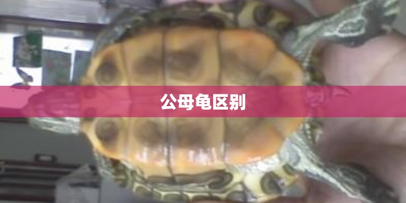 公母龟区别