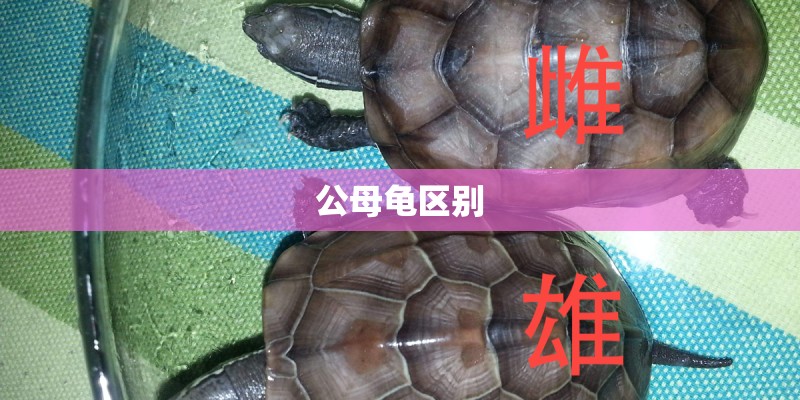 公母龟区别