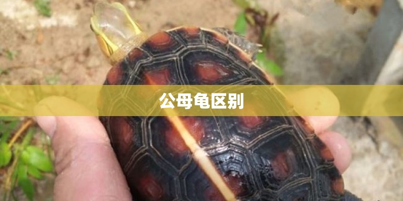 公母龟区别