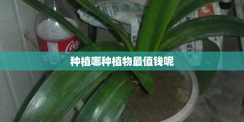 种植哪种植物最值钱呢