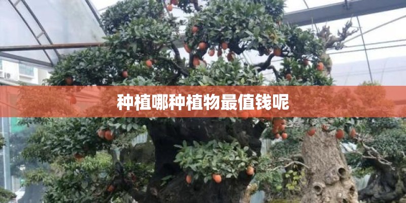 种植哪种植物最值钱呢