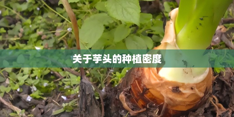 关于芋头的种植密度