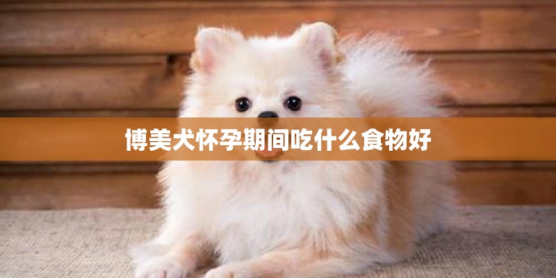 博美犬怀孕期间吃什么食物好
