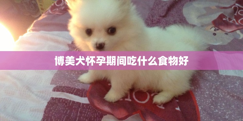 博美犬怀孕期间吃什么食物好