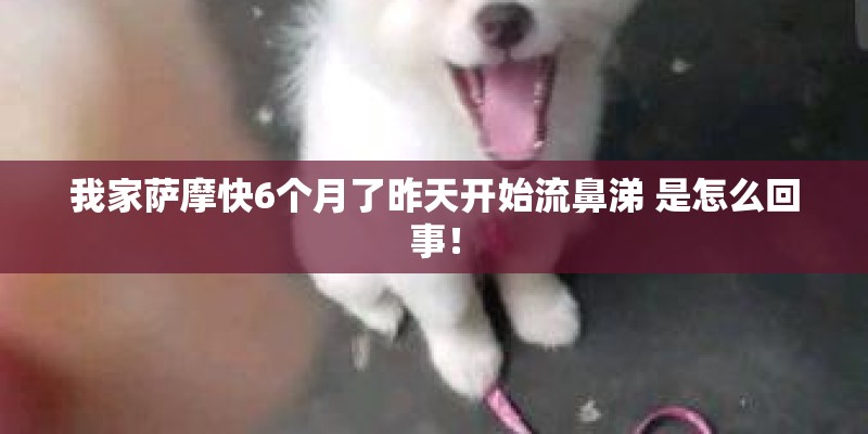 我家萨摩快6个月了昨天开始流鼻涕 是怎么回事！