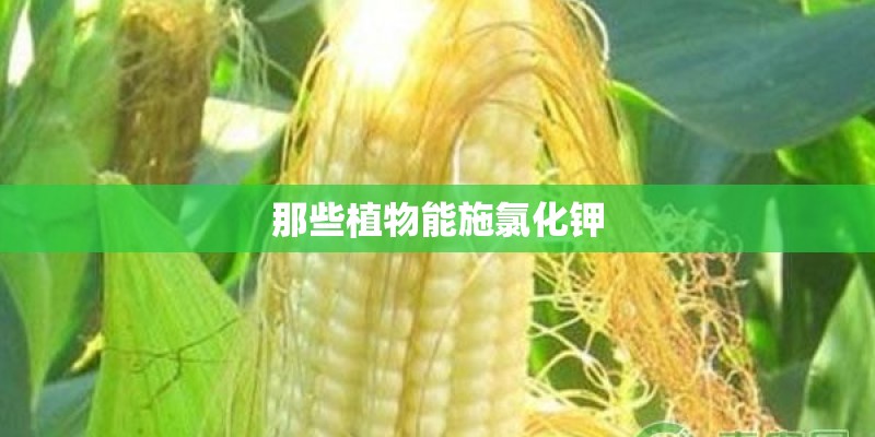 那些植物能施氯化钾