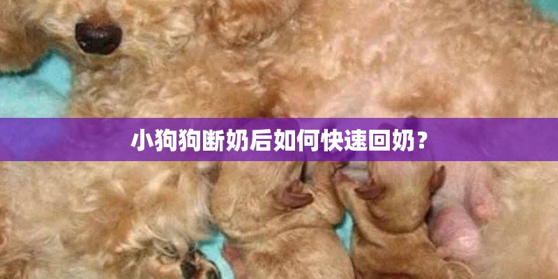 小狗狗断奶后如何快速回奶？