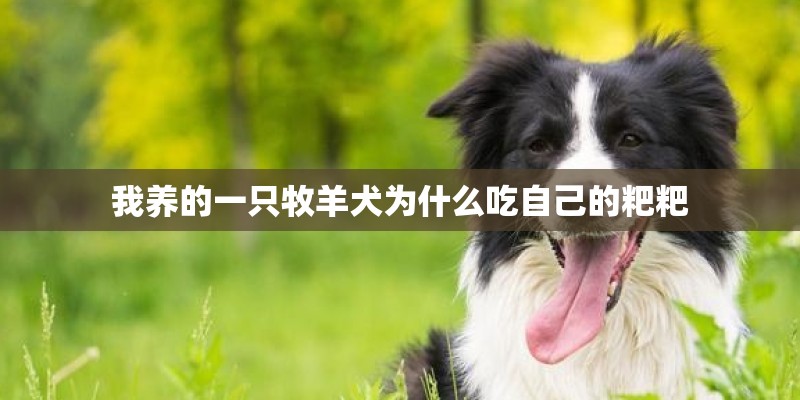 我养的一只牧羊犬为什么吃自己的粑粑