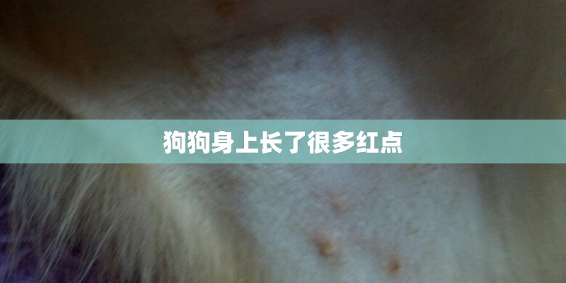 狗狗身上长了很多红点