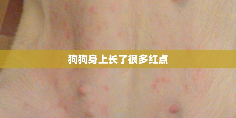 狗狗身上长了很多红点