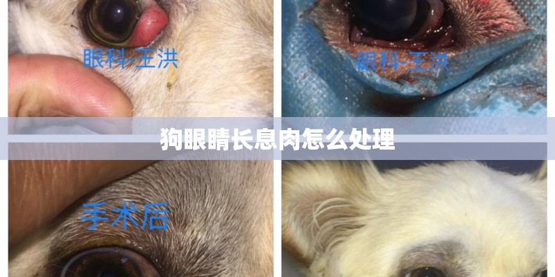 狗眼睛长息肉怎么处理