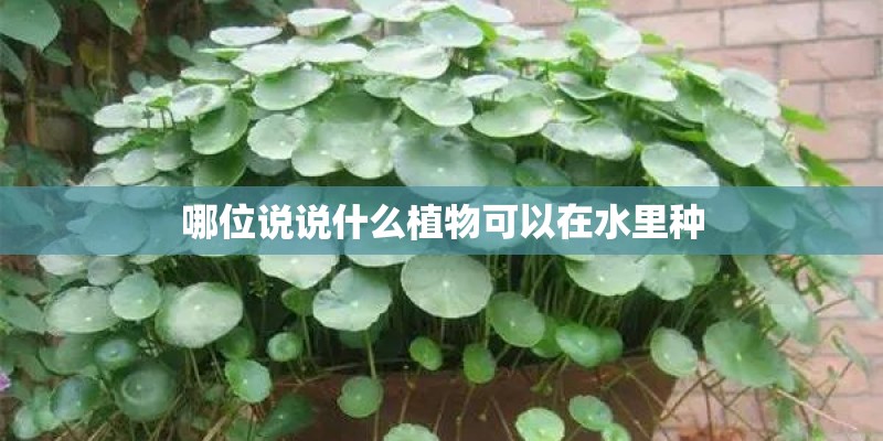 哪位说说什么植物可以在水里种
