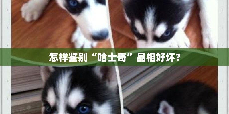 怎样鉴别“哈士奇”品相好坏？