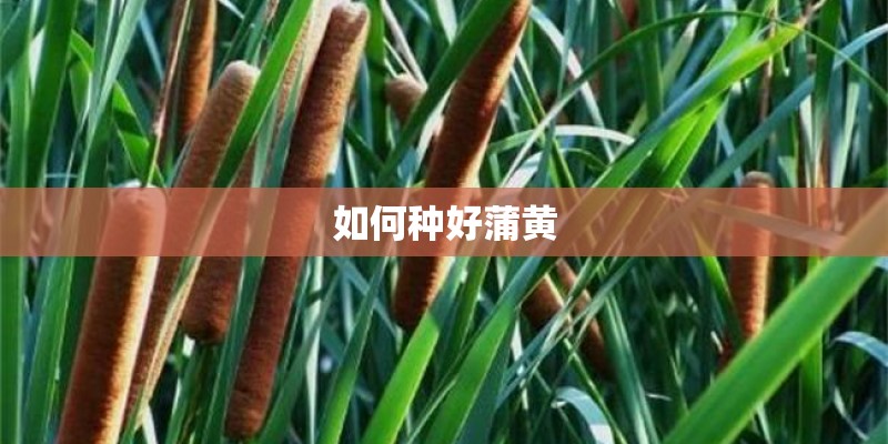 如何种好蒲黄