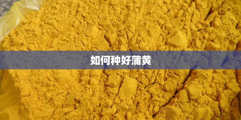 如何种好蒲黄