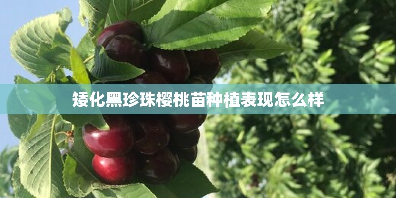 矮化黑珍珠樱桃苗种植表现怎么样
