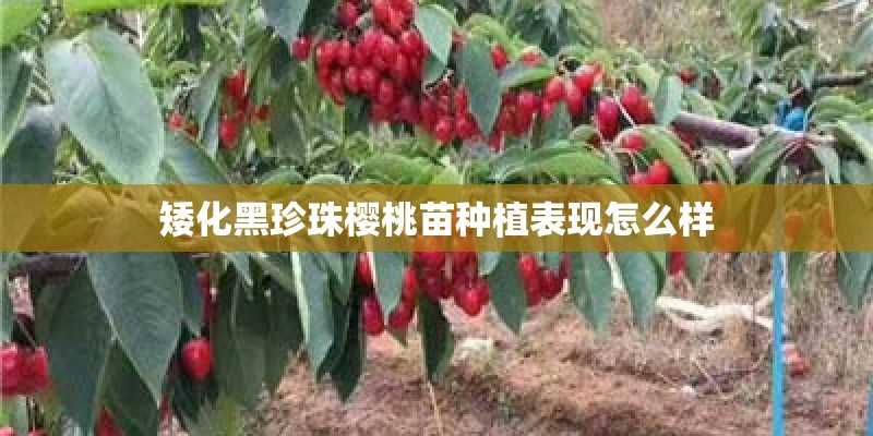 矮化黑珍珠樱桃苗种植表现怎么样