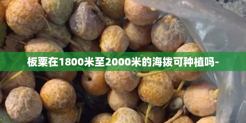 板粟在1800米至2000米的海拨可种植吗-