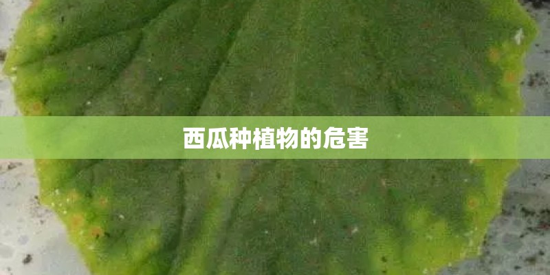 西瓜种植物的危害