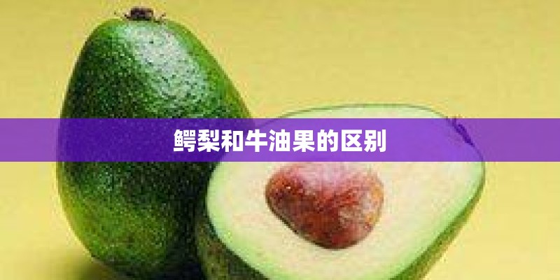 鳄梨和牛油果的区别