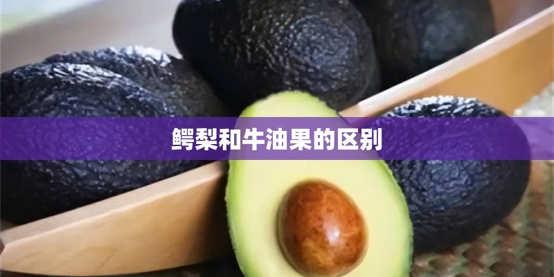 鳄梨和牛油果的区别
