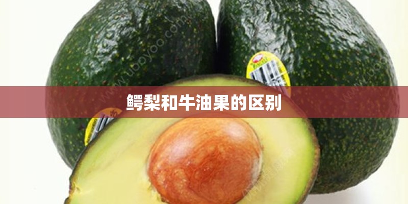 鳄梨和牛油果的区别