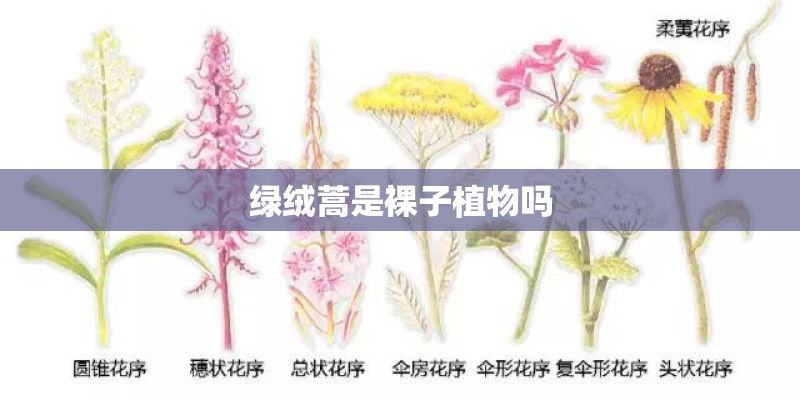 绿绒蒿是裸子植物吗