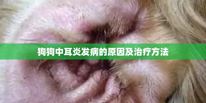 狗狗中耳炎发病的原因及治疗方法