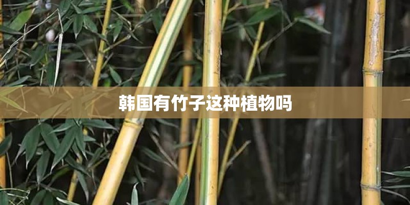 韩国有竹子这种植物吗