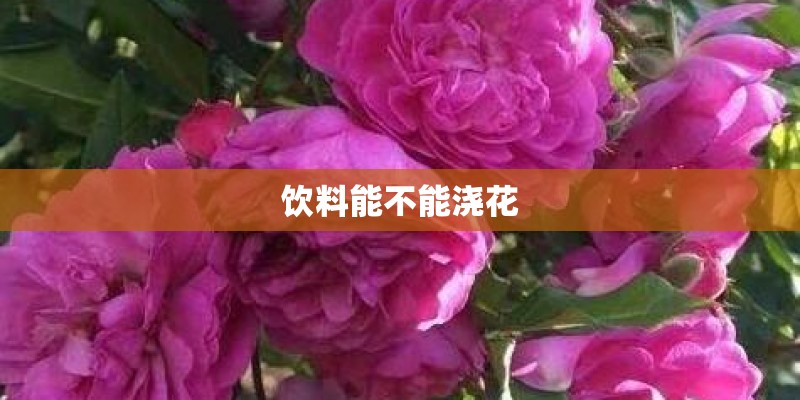 饮料能不能浇花