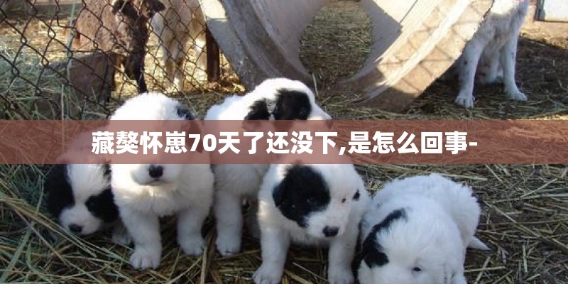 藏獒怀崽70天了还没下,是怎么回事-