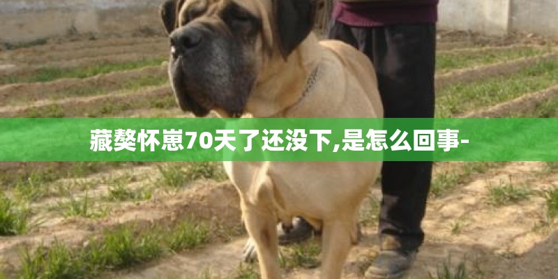 藏獒怀崽70天了还没下,是怎么回事-