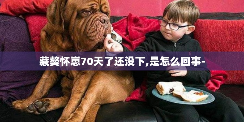 藏獒怀崽70天了还没下,是怎么回事-