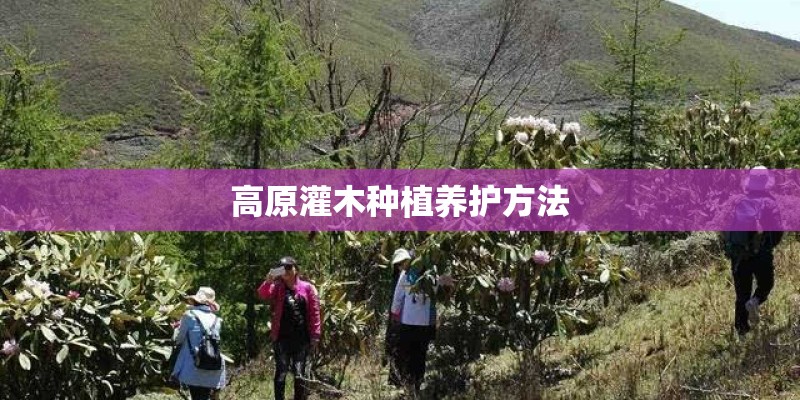 高原灌木种植养护方法