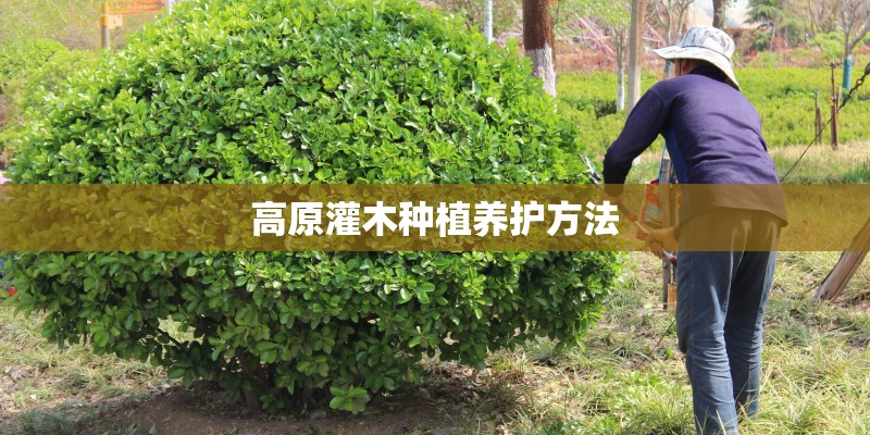 高原灌木种植养护方法