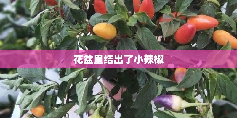 花盆里结出了小辣椒