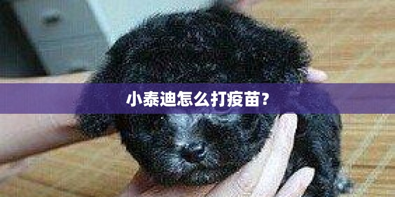 小泰迪怎么打疫苗？