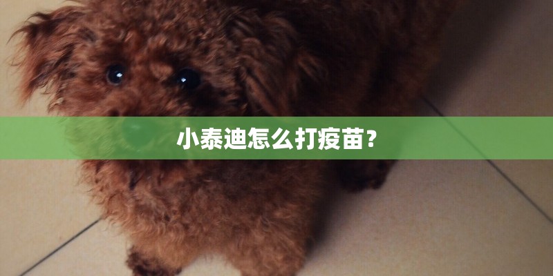 小泰迪怎么打疫苗？