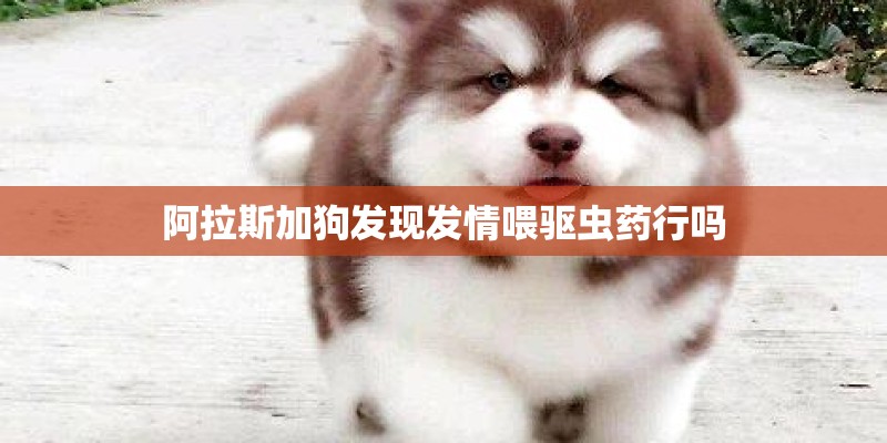 阿拉斯加狗发现发情喂驱虫药行吗